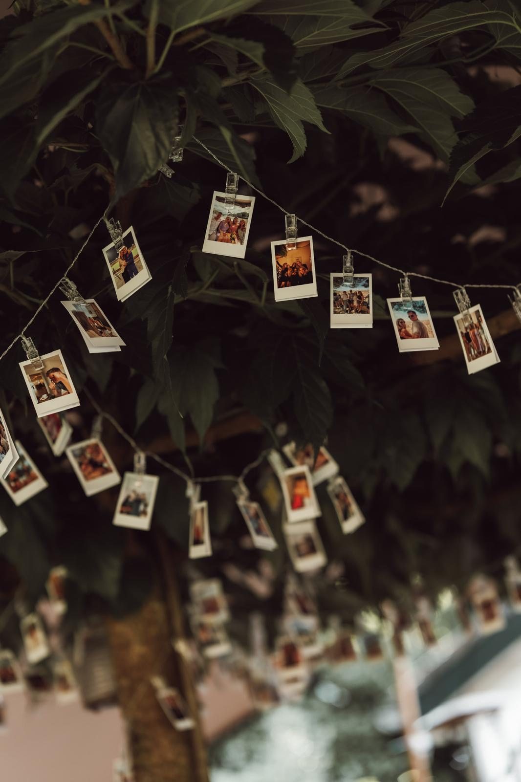 Slinger van polaroidfoto's in een boom